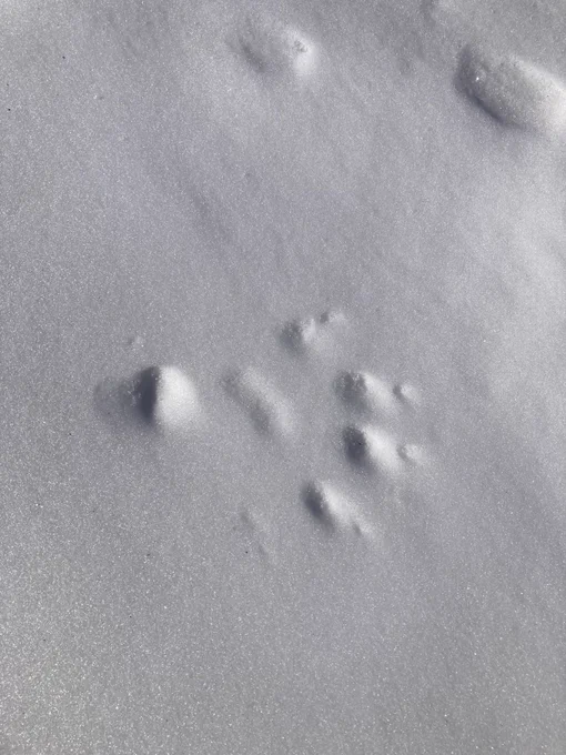 wolverine track was spotted on Saturday, November 19 on the road past the Hidden Lake Trailhead.