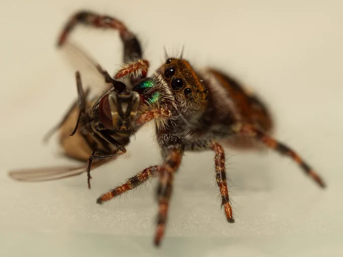 Brilliant Jumping spider ( Phidippus Clarus ) having lunch.