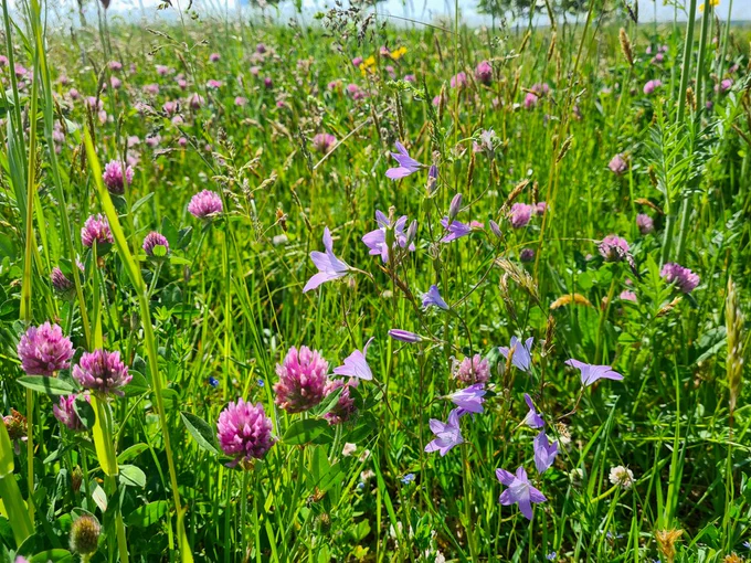 Hayn grassland experiment, May 2023 (S. Dullau)