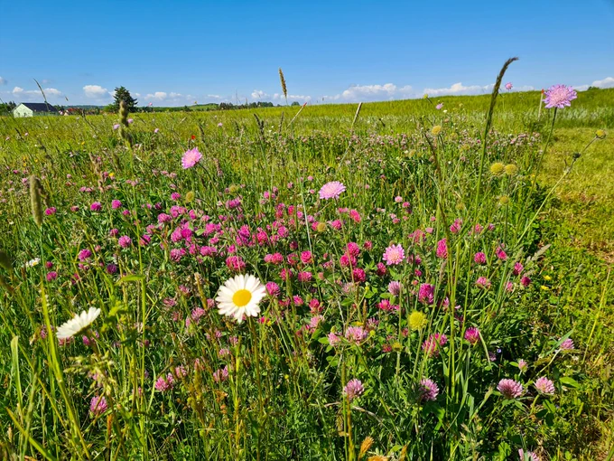 Hayn grassland experiment, May 2023 (S. Dullau)