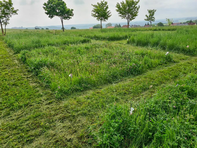 Hayn grassland experiment, May 2023 (S. Dullau)
