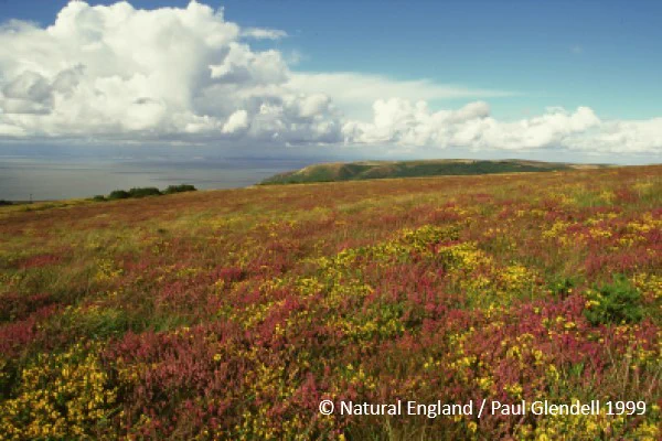 Heather moorland