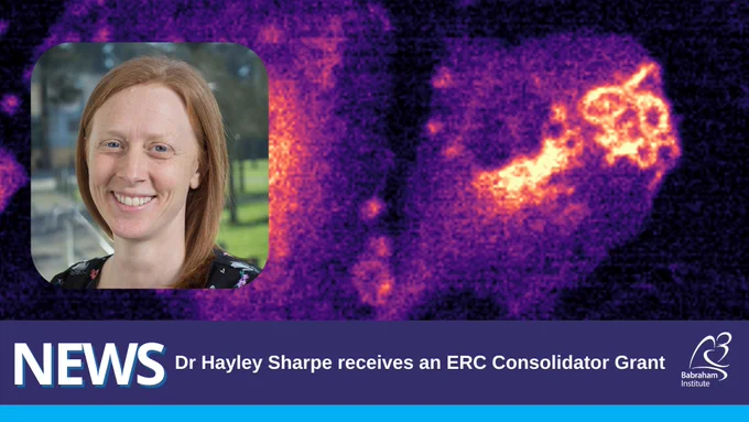 Inset image of Dr Hayley Sharpe, set over a false-coloured image of phagocytic primary macrophages expressing a fluorescent reporter to detect cellular hydrogen peroxide production (shown by yellow/orange colouring). Text reads: News -  Dr Hayley Sharpe receives an ERC Consolidator Grant 