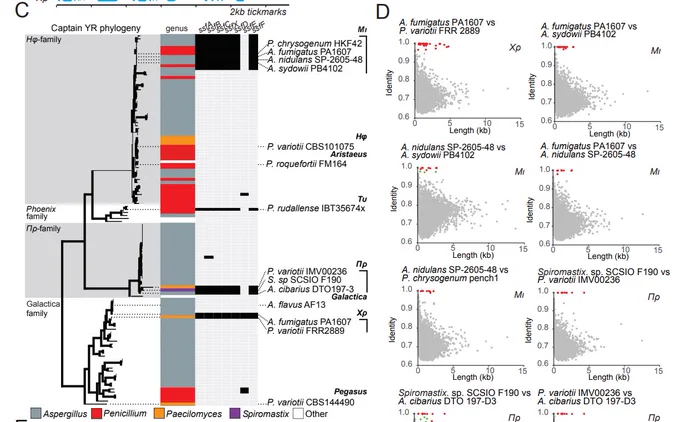 A phylogeny of Starship captain proteins from elements with the putative formaldehyde resistance cluster and close relatives.(D) BLAST-all genome comparisons between genomes containing copies of the Starships. Red dots are genes within the Starships.