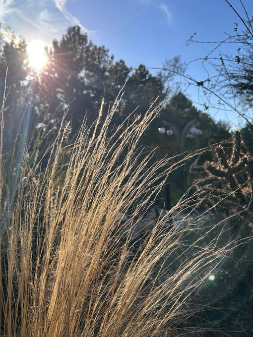 Dormant ornamental grass glowing in the sun.