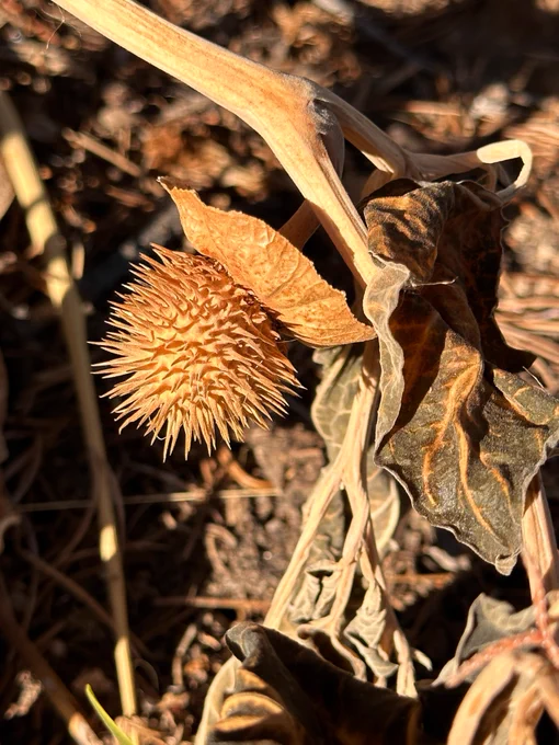 A circular and spiky seed head attached to a thick yellow stem and dried leaves.