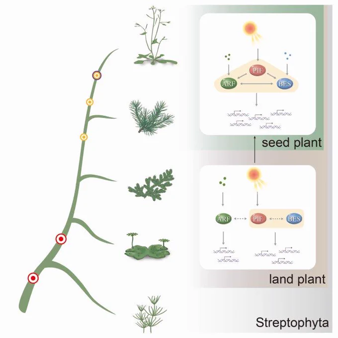 Diagram to illustrate the results of comparative transcriptomic analysis suggesting that the prototype BAP module arose in Marchantia polymorpha, experienced stepwise evolution, and became established as a mature regulatory system in seed plants.