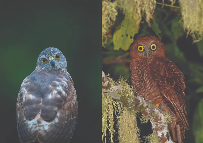 Photo credit: Rohan Clarke. A Christmas Island goshawk (left) and Christmas Island hawk-owl (right).