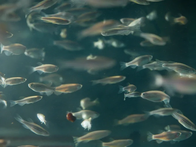A group of zebrafish swimming in a tank.