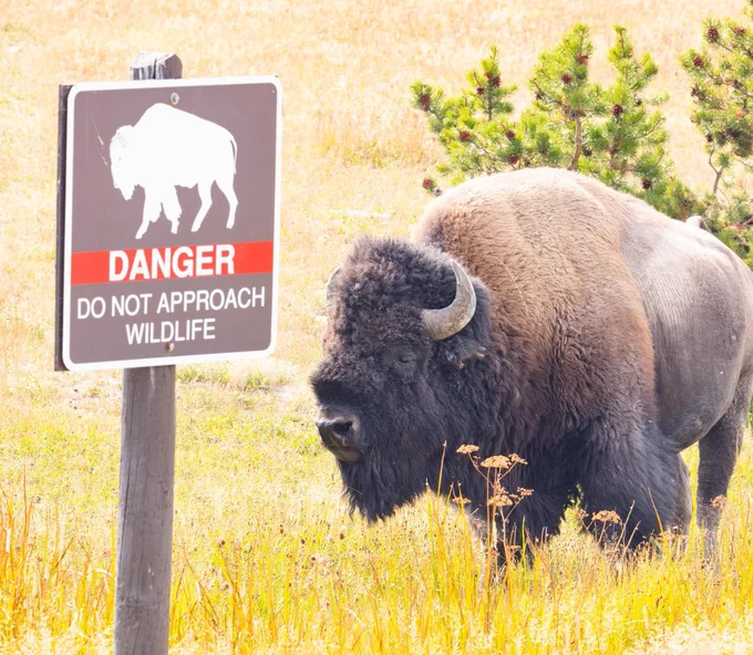 A bison stands next to a sign with the outline of a bison and text that reads, “danger do not approach wildlife.”