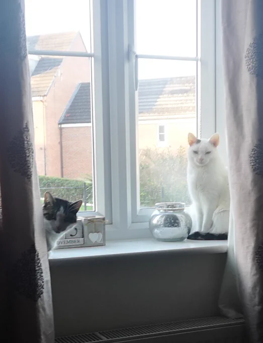 2 cats on a windowsill, looking into camera: Tabby cat on left and mostly white cat on right. 