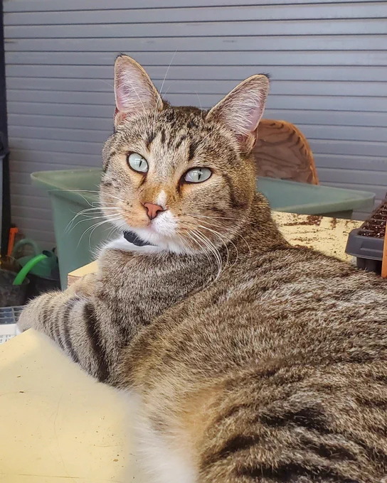 A grey, black, tan and white tabby cat lays on a table looking over it's shoulder with light green eyes.
