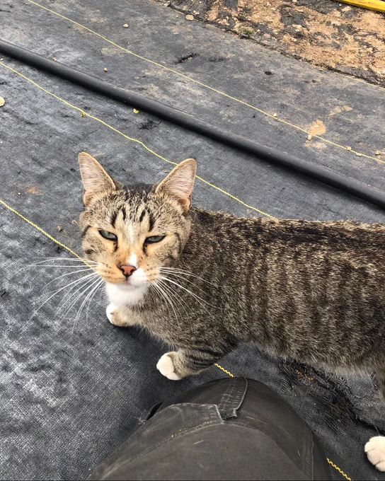 A grey, black, white and tan tabby cat walks along a black tarp with it's eye slightly closed.