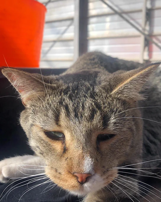 A grey and black tabby cat leans forward with ears low and eyes halfway closed.