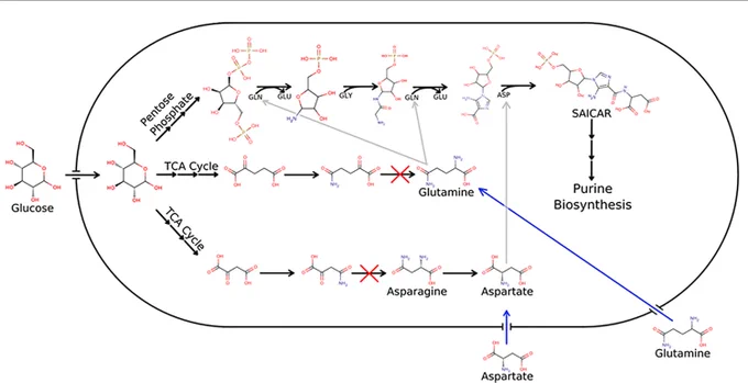 Fig 5. Purine biosynthesis is saved from gene knockouts by external amino acids.
This figure shows an abbreviated view of purine synthesis in B. fragilis. The nitrogen in purine bases is taken from amino acids. These amino acids are produced in transamination reactions involving TCA intermediates. Thus, the gene knockouts corresponding to these transamination reactions (red Xs) are lethal, as the production of key amino acids and all purines is halted. However, if amino acids are made available in the environment (blue arrows), purine biosynthesis is able to proceed. Pyrimidine production is also aspartate dependent, so it is rescued similarly.