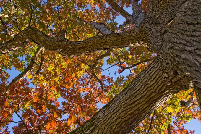 Looking up into canopy of tree with orange and yellow leaves