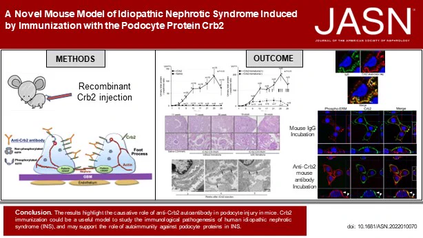 Visual Abstract for the article titled "A Novel Mouse Model of Idiopathic Nephrotic Syndrome Induced by Immunization with the Podocyte Protein Crb2."