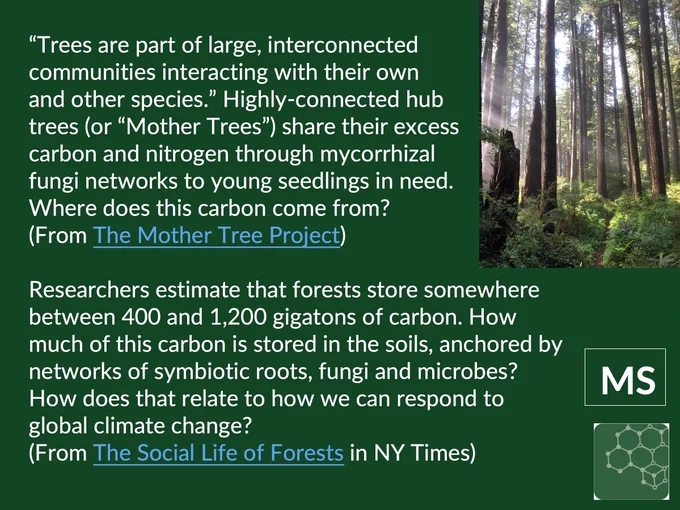 Screenshot of slide 18 in linked PowerPoint here: https://stemteachingtools.org/pd/sessionh

The text says: “Trees are part of large, interconnected communities interacting with their own and other species.” Highly-connected hub trees (or “Mother Trees”) share their excess carbon and nitrogen through mycorrhizal fungi networks to young seedlings in need. Where does this carbon come from? (From The Mother Tree Project)Researchers estimate that forests store somewhere between 400 and 1,200 gigatons of carbon. How much of this carbon is stored in the soils, anchored by networks of symbiotic roots, fungi and microbes? How does that relate to how we can respond to global climate change? (From The Social Life of Forests in NY Times)

There is a picture of a gorgeous old growth forest in the Pacific Northwest with fog and sunlight cutting through a stand of trees. 