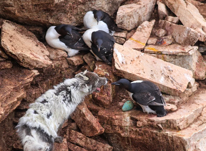 A thick-billed murre defending its egg from an Arctic fox