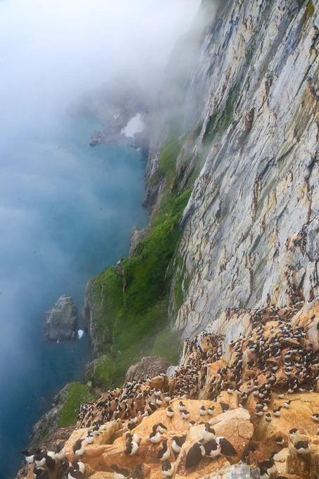 Thick-billed murres nesting on cliff ledges with ocean and fog in the distance 