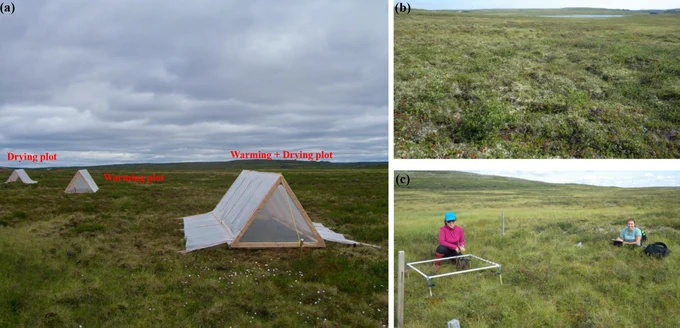 Photos showing (a) one of the original drying, warming, and warming   drying plots, resulting in 10 replicate warming and control plots for the present study, (b) some typical birch hummock tundra vegetation that is the focus of this study, and (c) plant cover data collection from one of the permanent point frame quadrats in a control plot of this study