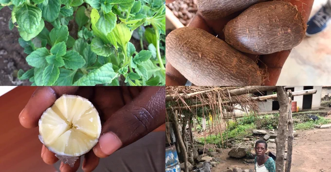 Fra Fra Potato (Solenostemon rotundifolius), a native food security crop from Ghana where I did my Fulbright in 2018 and 2019. 