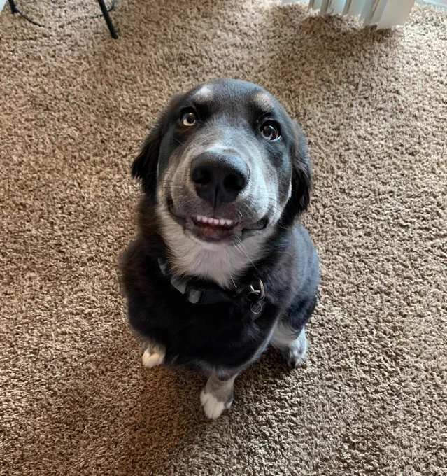 black dog with white paws and neck sits on carpeted floor. he's looking up at you with light blue eyes and little tan eyebrow dots. his bottom teeth are showing in a small grin as he poses for a photo. how can the landlord not love that face?
