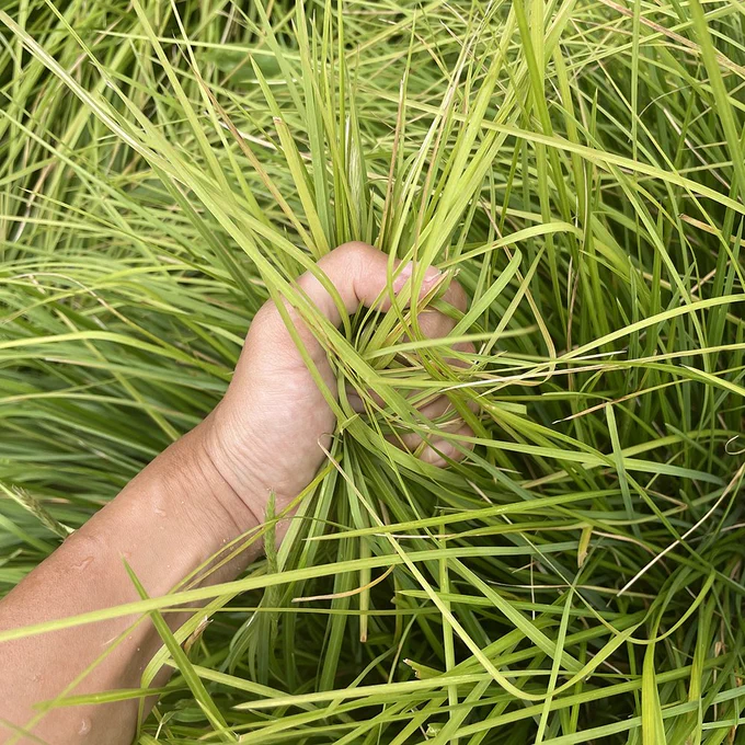 Hand grabbing a tuft of grass
