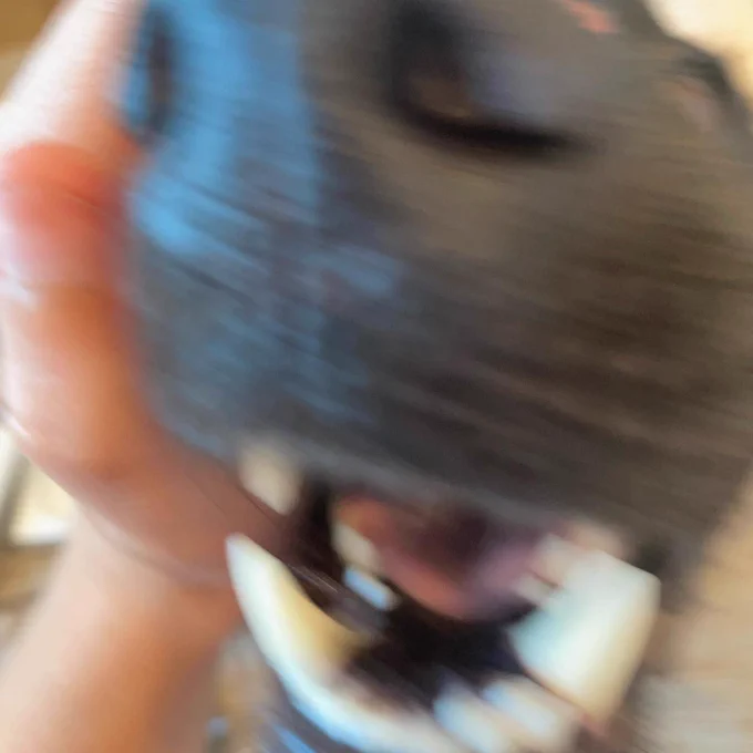 A blurry snout
