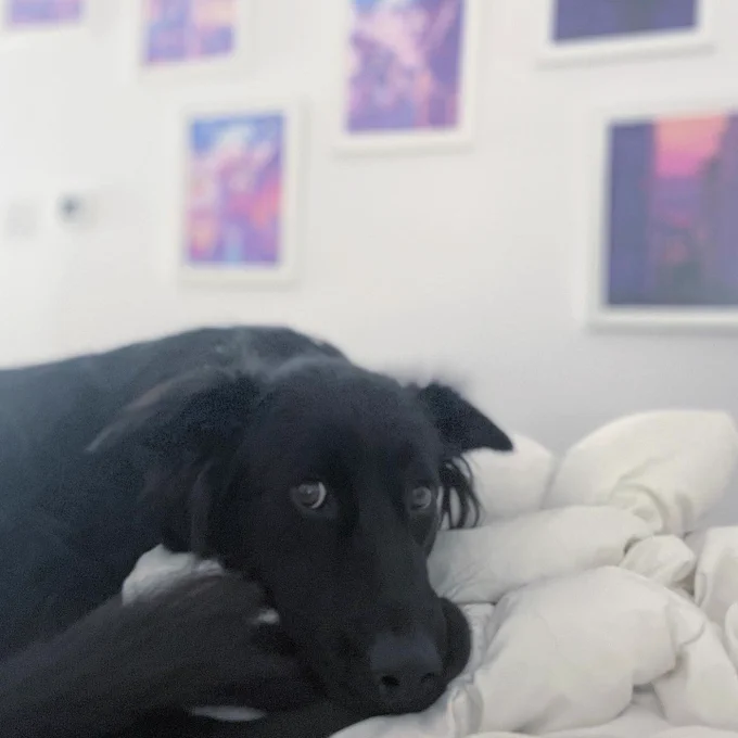 A picture of the same black dog laying on a bed
