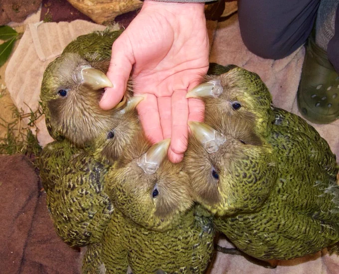 A photo of five kākāpō chicks “begging” on a person’s hand in a hand-rearing facility, New Zealand. Credit: Deidre Vercoe