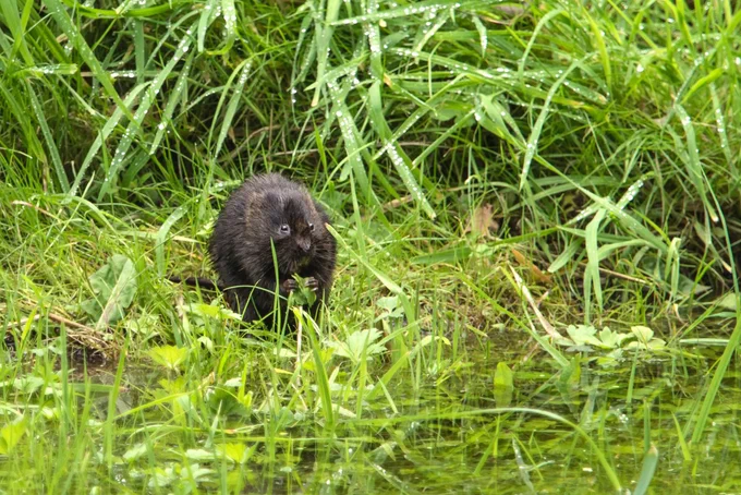 Water vole at Wheatfen, by Ann Kerridge