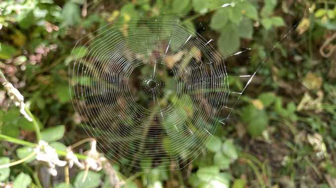 Spider’s web.