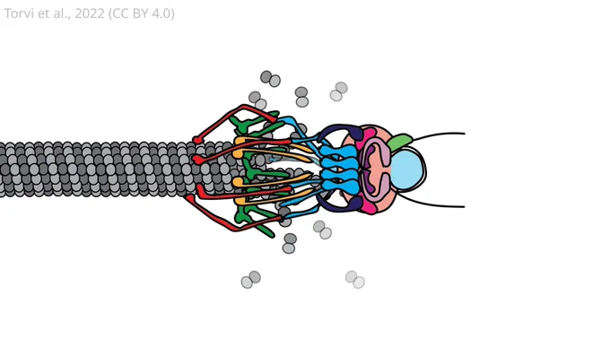 Cartoon model of reconstituted kinetochore dynamics on the microtubule showing depolymerisation with tip bound kinetochores