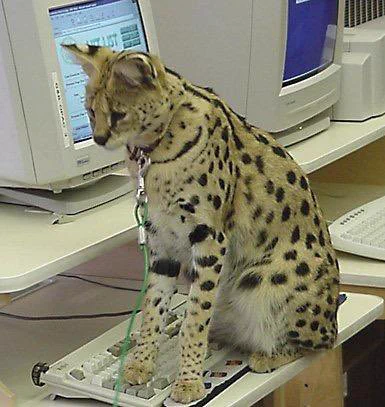 A serval running a server with a severe synchronicity. He also sit on keyboard.