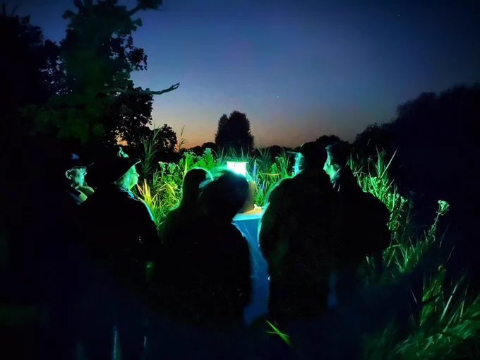 Light of the Moth trap in the darkness with the green glow of reeds around and a faint glow in the sky behind