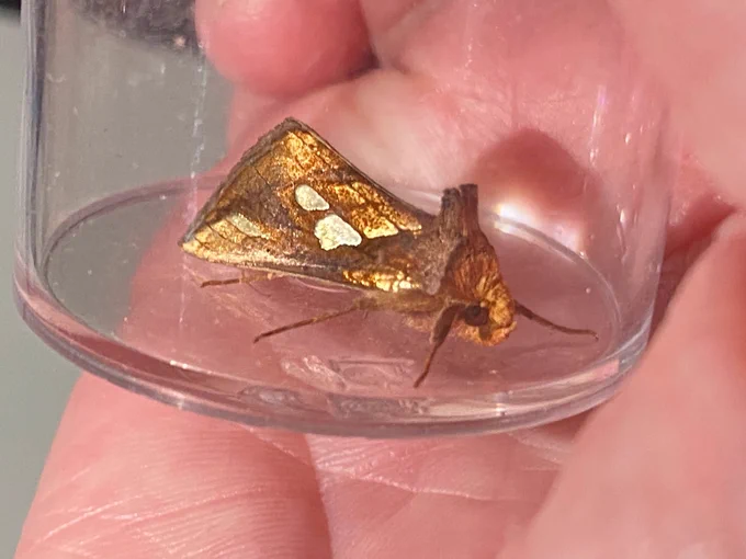 A gold spot moth, a chunky moth with an exquisite shimmering golden pattern on the wings