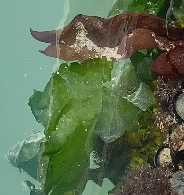 Multiple types of California seaweed (both green and brown) growing off a pier underwater