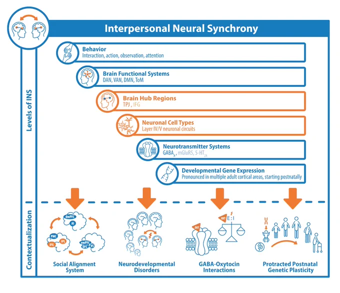 The figure summarizes the results and hypotheses generated in this study. INS is spatially associated to interpersonal interaction, observation, and attention processes on a behavioral level, to attention-related brain networks and the DMN on the brain network level, to the TPJ and the IFG on a brain-regional level, and to layer IV/V neuronal circuits and to GABAergic neurotransmission on molecular and cell-levels. Additionally, INS-related gene expression was found to start in sensory brain areas postnatally.