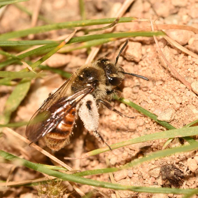 A small bee with an orange abdomen, orange hair on the face and thorax and fluffy white hind legs