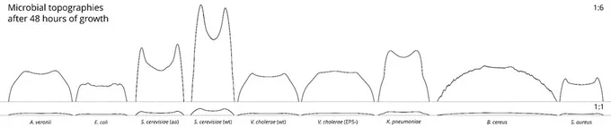 Topographies of different microbes