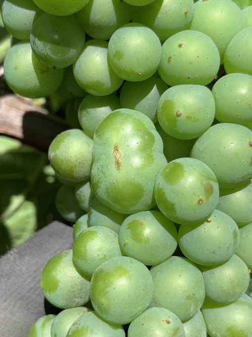 Large grape in cluster