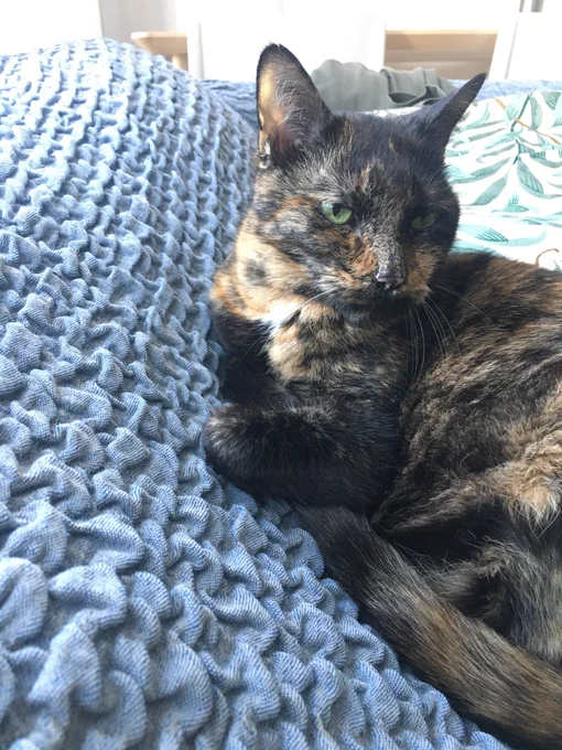 A multi-colored cat sits partially curled up on a blue sofa.