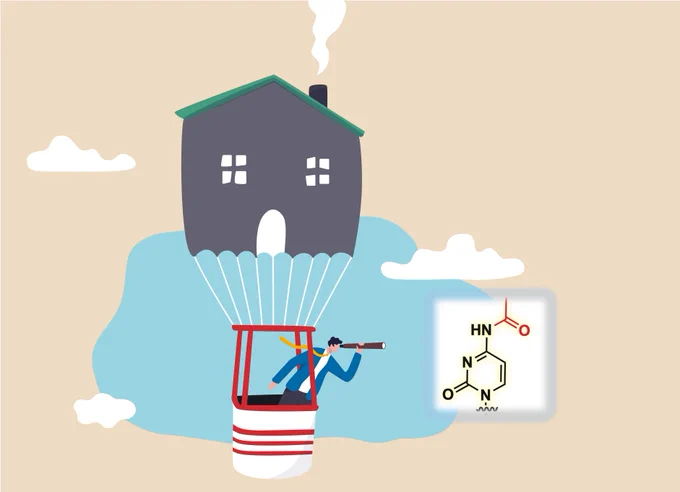 A team of cunning cartographers led by Shalini Oberdoerffer (National Cancer Institute, NIH) previously reported an acetylated RNA immunoprecipitation method and demonstrated how the N4-acetylcytidine (ac4C) modification in mRNA coding sequences enhanced translational elongation by improving interactions with transfer RNAs.

https://epigenie.com/location-location-location-how-site-specific-mrna-ac4c-acetylation-impacts-translation/