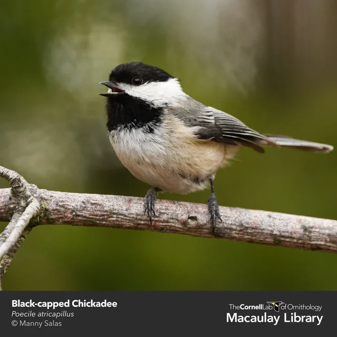 Black-capped Chickadee perched on a branch calling