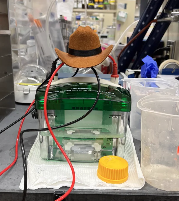Western blot apparatus wearing a teeny tiny cowboy hat.