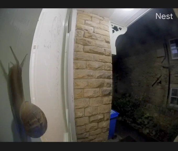 A snail caught on doorbell camera 