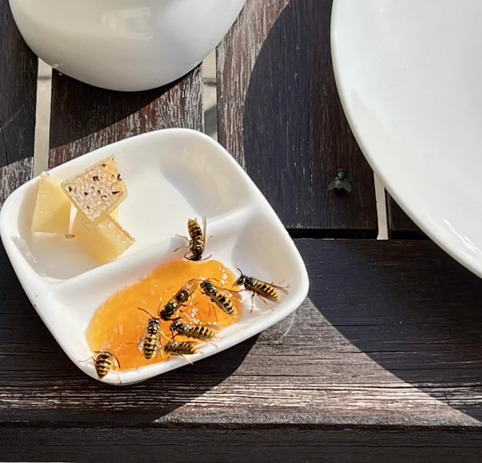 Vielen Wespen essen aus einem Marmeladen-Schälchen
