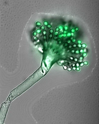 Konidiophor des humanpathogenen Schimmelpilzes Aspergillus fumigatus mit grün leuchtenden Sporen. Foto: V. Voltersen (Leibniz-HKI).