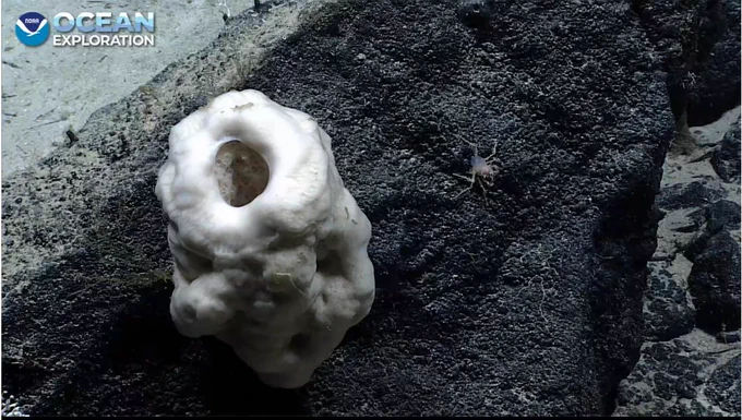 A large, white, tubular sponge